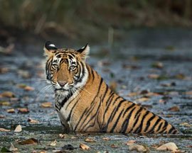 2-days-jaipur-ranthambore-wildlife-tour