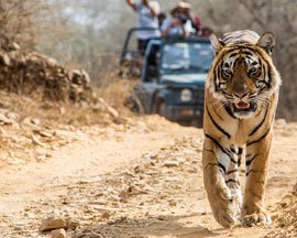 ranthambore-wildlife-tour-from-jaipur